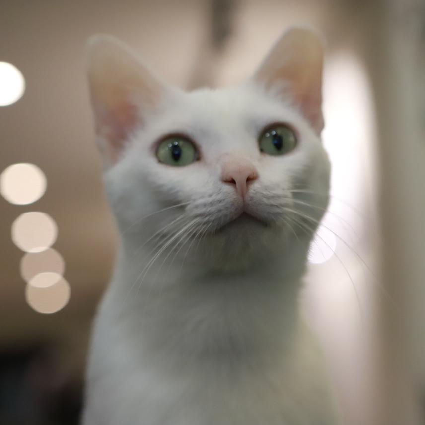 白ネコのトト