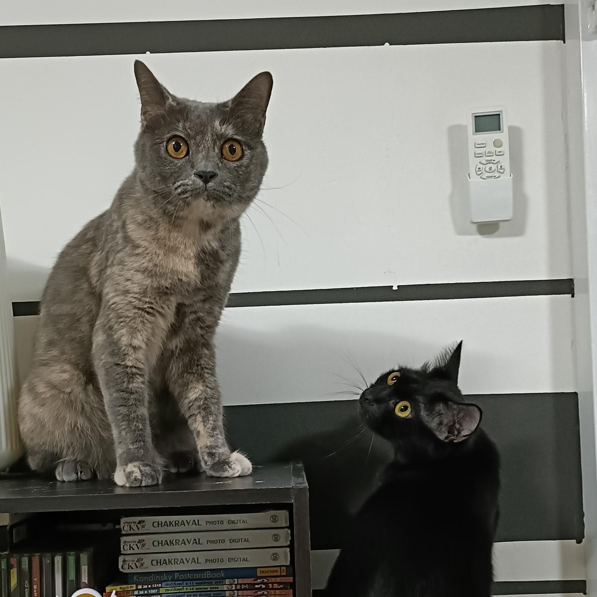 PPHome&2Cats