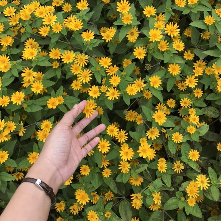 โพสต์ ของ Adeliaa|Lemon8