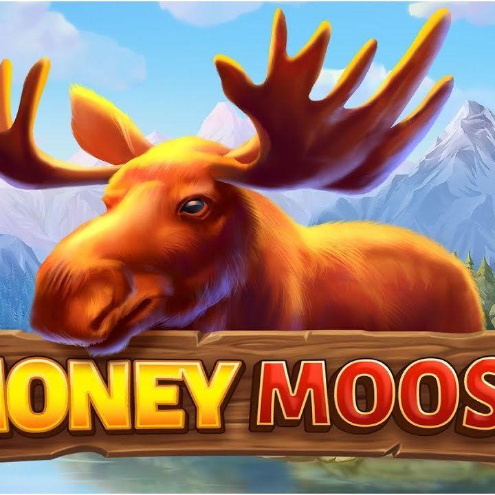 moneymoose