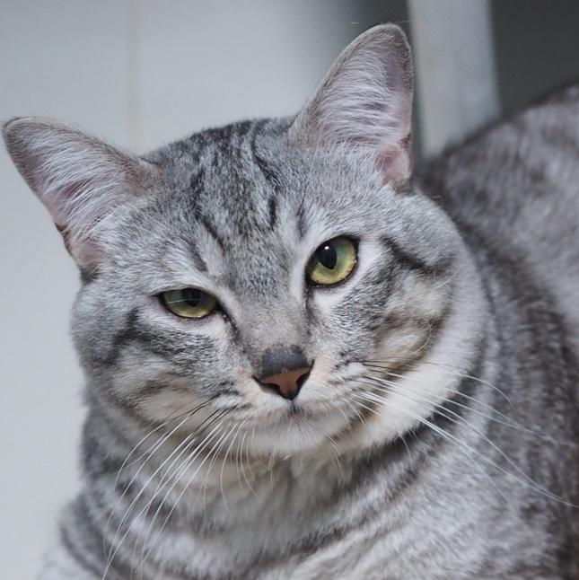 โพสต์ ของ Cat.inu|Lemon8