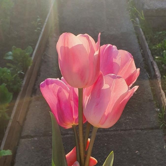 Imej tulip